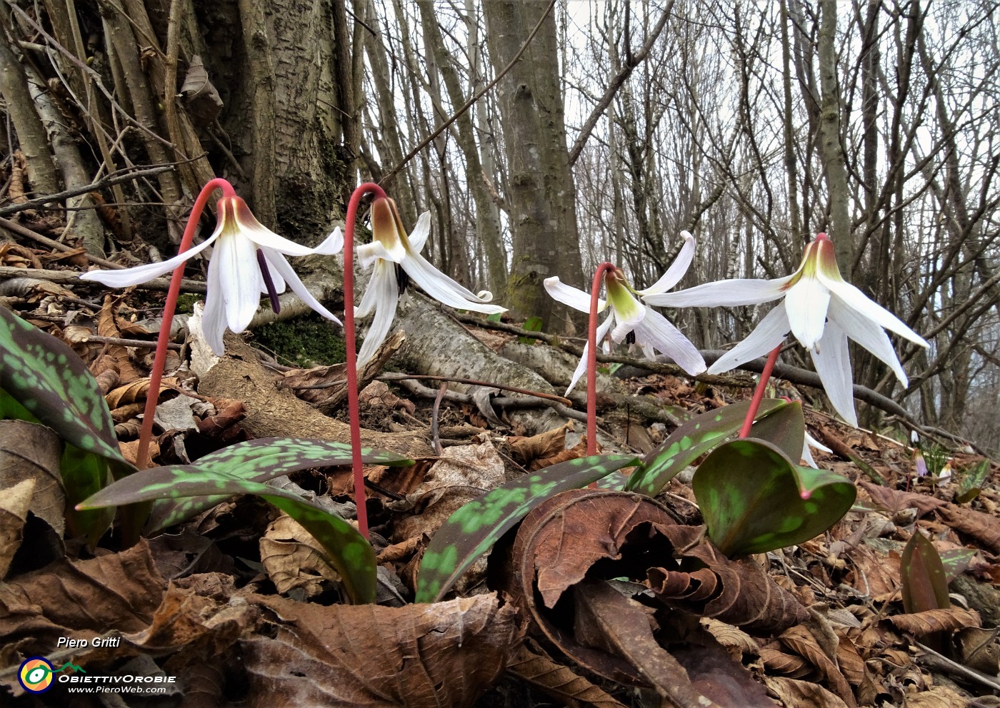 60 Dente di cane (Erythronium dens canis).JPG